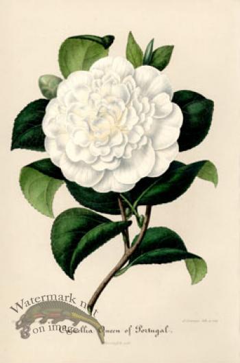 Camellias